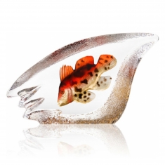 Korallfisk Orange, Stor