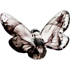 Papilio Svart
