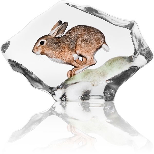Hare - Målerås
