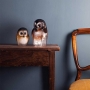 Owlet, Small