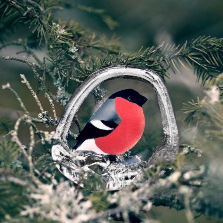 Bullfinch