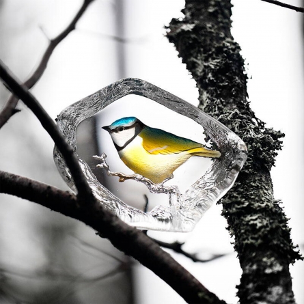 Blue Tit