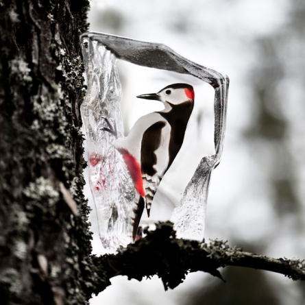 Woodpecker