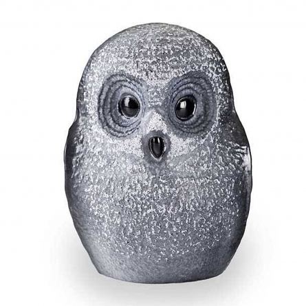 Owlet, Black