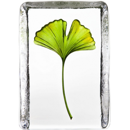 Gingko
