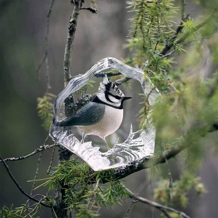 Crested Tit, H 11cm