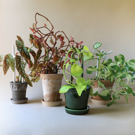 Yuma Plant Stake Moss Green