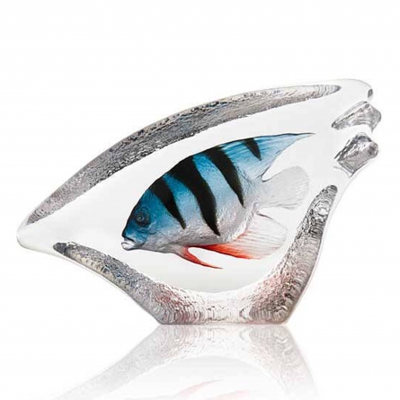 Coral Fish, Blue