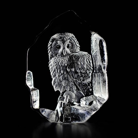 Tawny Owl