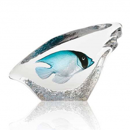 Coral Fish, Turquoise