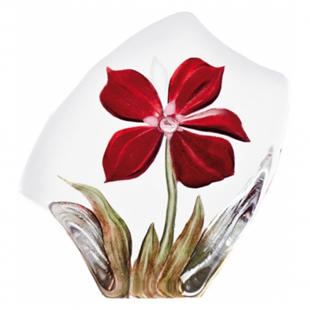 Obia Red, Small