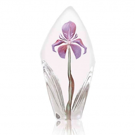 Acarena Purple, H 19cm