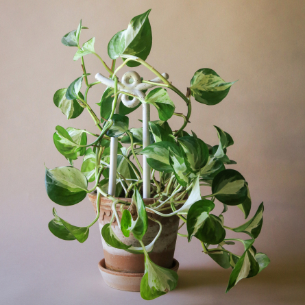 Yuma Plant Stake White