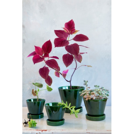 Julie Green Emerald, 17 cm