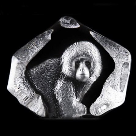 Baby Macaque