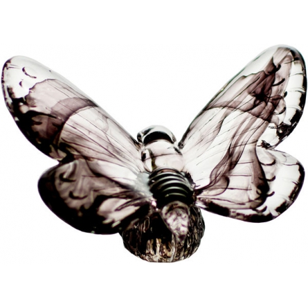 Papilio schwarz